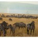 Kenia. Na safari w Masai Mara